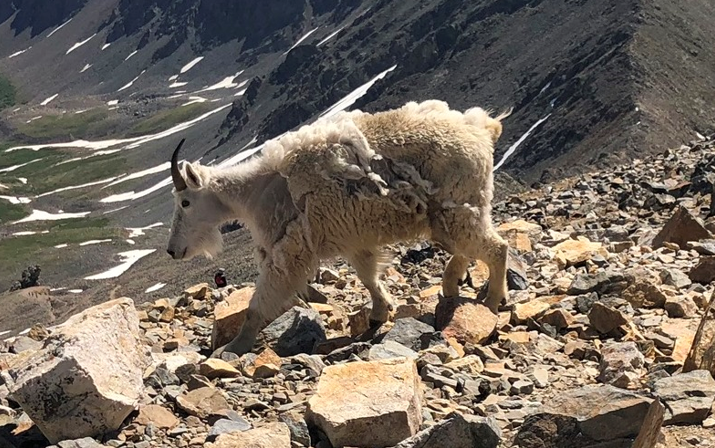 Wool for sale